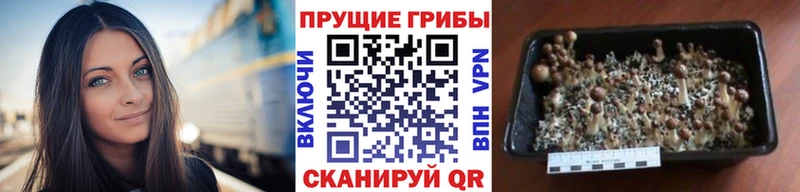 Галлюциногенные грибы мухоморы  Кораблино 